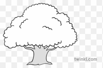Oak Tree Black And White Illustration - Pencil Case png