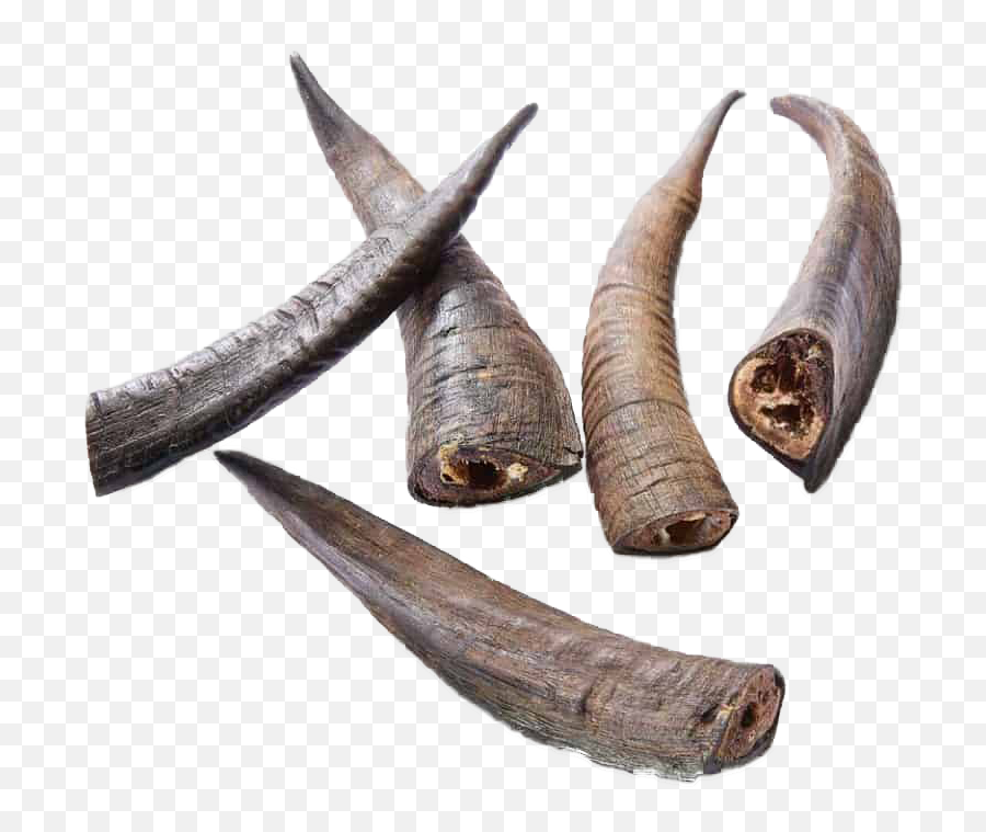 Goat Horn - Goat Png,Goat Horns Png