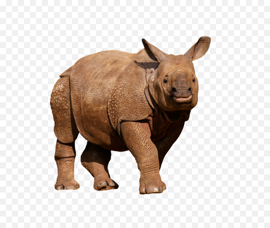 Download Animals Wild Rhino Panzer Thick Skin - Animals In White Background Png,Transparent Animals