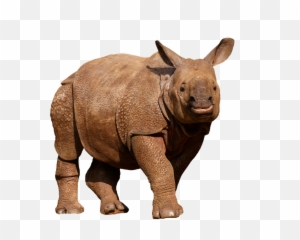 Download Animals Wild Rhino Panzer Thick Skin - In White Background png