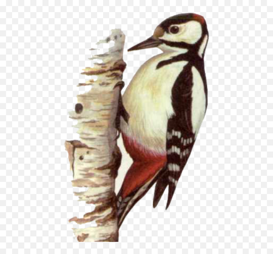 Png Transparent Background Image Woodpecker