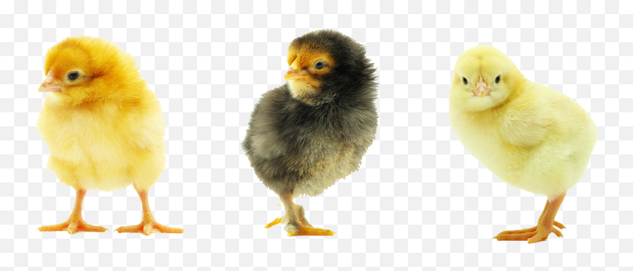 Baby Chicken Transparent Background Png Mart - Baby Chick Transparent Background,Baby Transparent Background