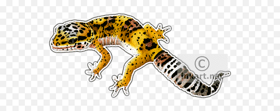Leopard Gecko Clipart Drawing - Art Of Leopard Geckos Png,Leopard Gecko Png