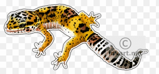 Leopard Gecko Clipart Drawing - Art Of Leopard Geckos Png,Leopard Gecko Png