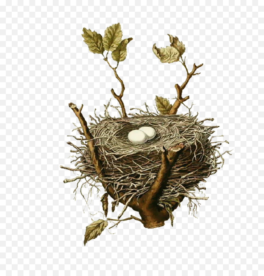 Birds Nests Bird Nest House - Birds Nest Illustration Vintage Png,Nest Png