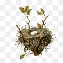 Birds Nests Bird Nest House - Birds Nest Illustration Vintage Png,Nest Png