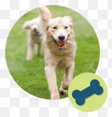Services From Winding Road Kennel Parkersburg Wv - Dog png