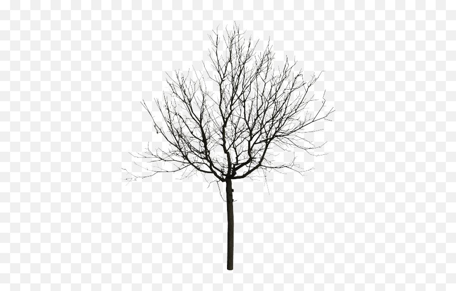 Png Black And White For Free Download - Portable Network Graphics,Black Tree Png