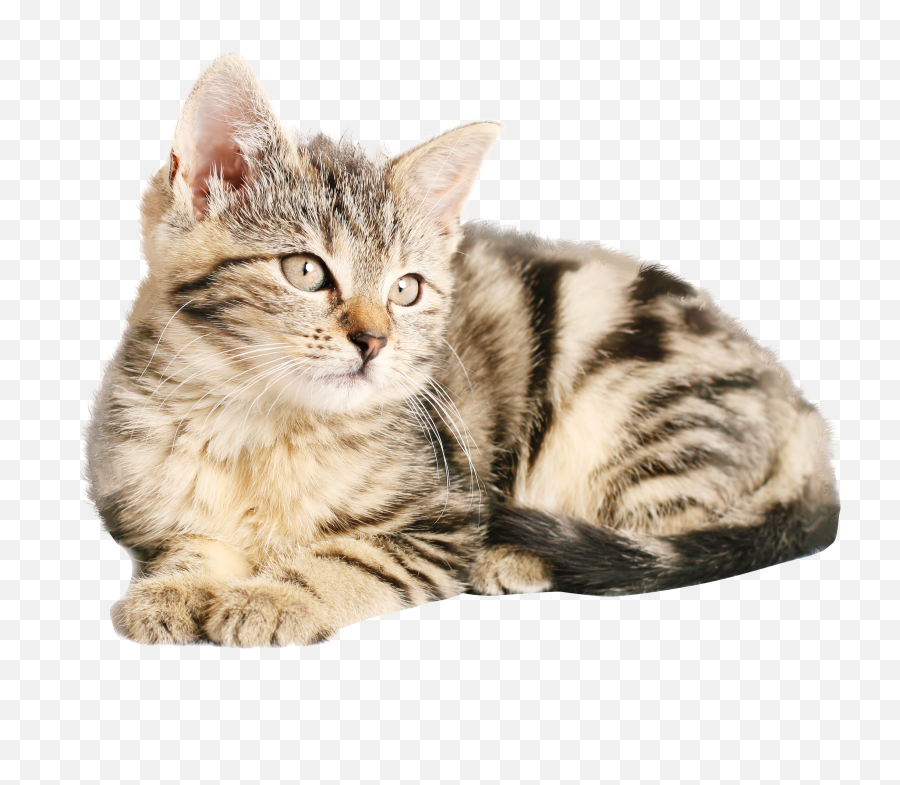 Gray Cat Png Transparent - Cat Png,Sad Cat Png