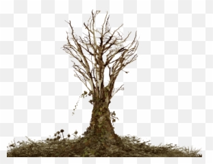 Dead Tree With Ivy Png Landsc - Dead Tree Png Hd,Ivy Png