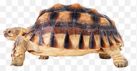 Turtle Icon Clipart 60297 - Web Icons PNG Tortoise Png Hd