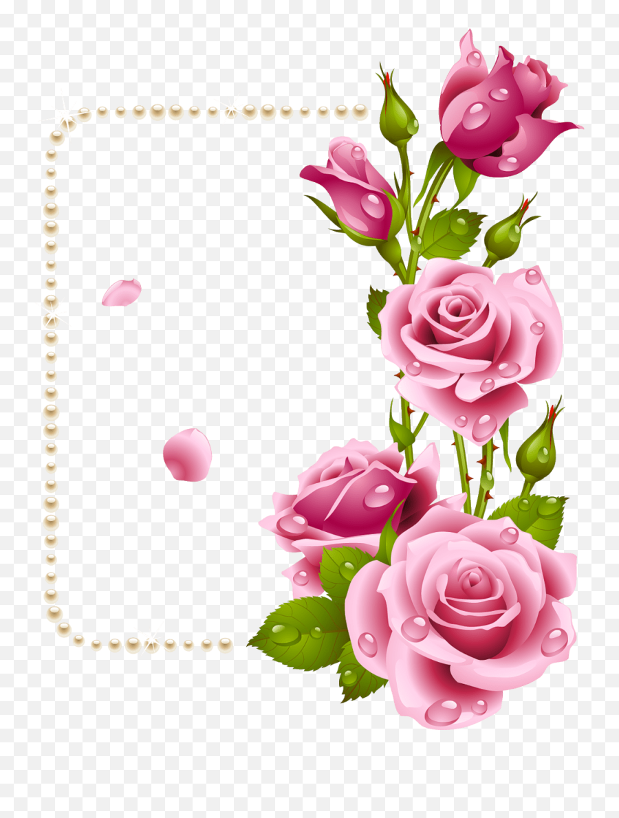 Download Rose Dil Good Morning - Full Size Png Image Pngkit Garden Rose Wallpaper Flower,Morning Png