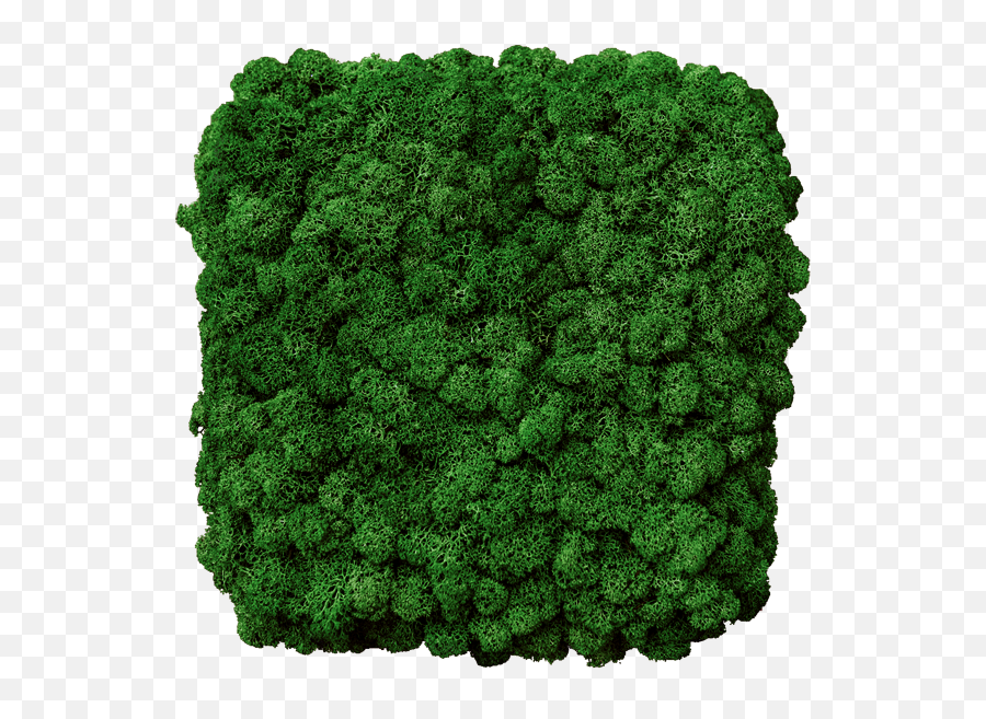 Moss - Square Mossimage Made Of Premium Moss Up To 60 Crochet Png,Moss Png