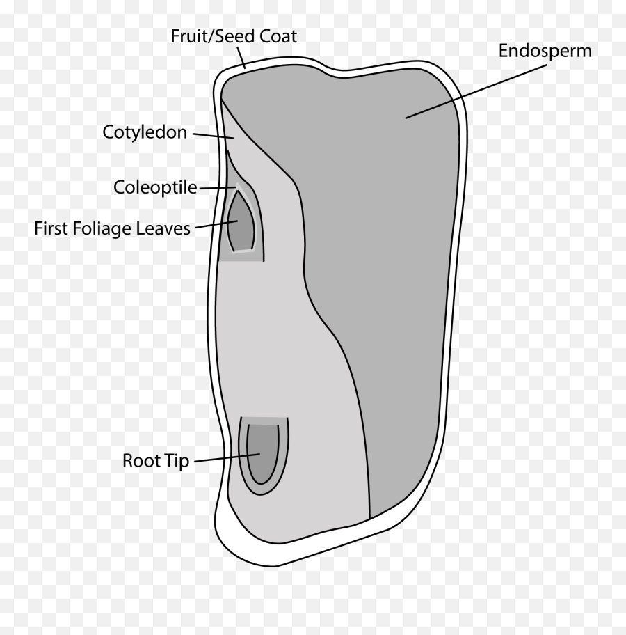 Filelabelled Corn Seed Illustrationpng - Wikimedia Commons Labelled Corn Seed Diagram,Seed Png