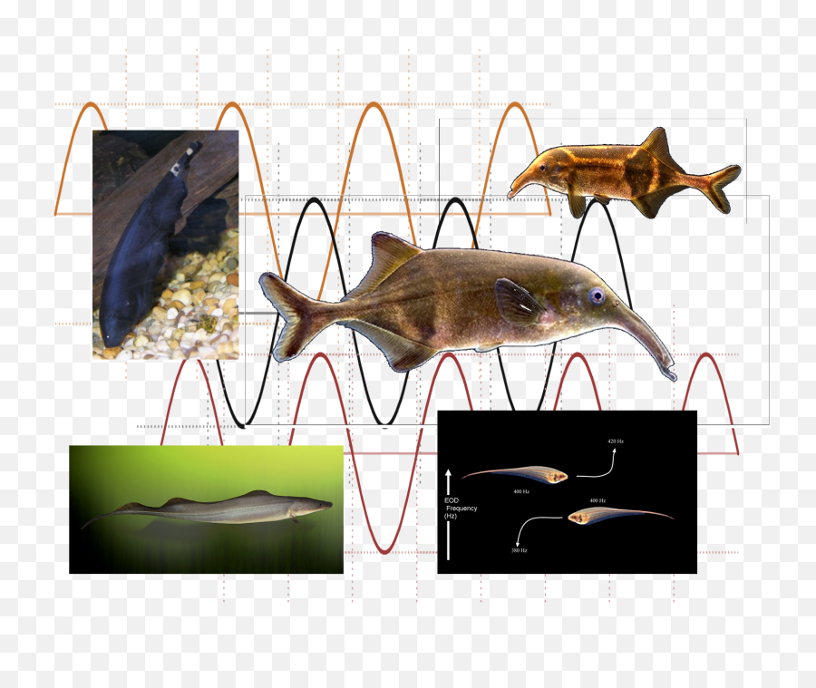 Fileelectric Fishespng - Wikimedia Commons Black Ghost Knife Fish,Catfish Png