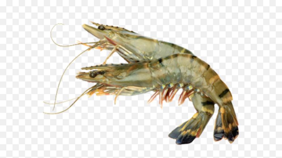 Shrimps Png Transparent Background Image For Free Download - Transparent Background Shrimp Png,Shrimp Png