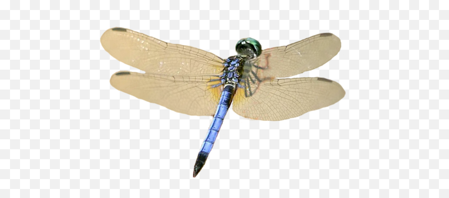 Dragonfly Icon Png - Hawker Dragonflies,Dragonfly Png