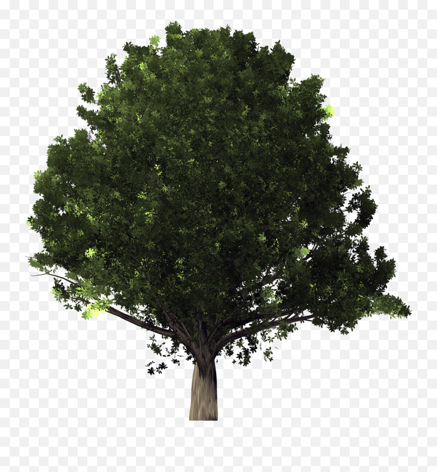 Oak Tree - Transparent Background Mango Tree Png,Transparent Tree Images
