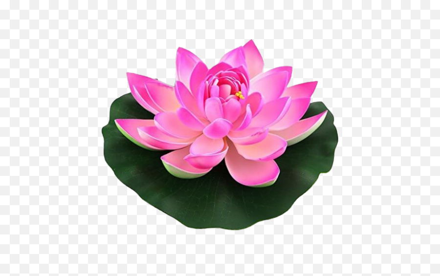 Download Free Png Lotus Flower - Lotus Flower,Lotus Png