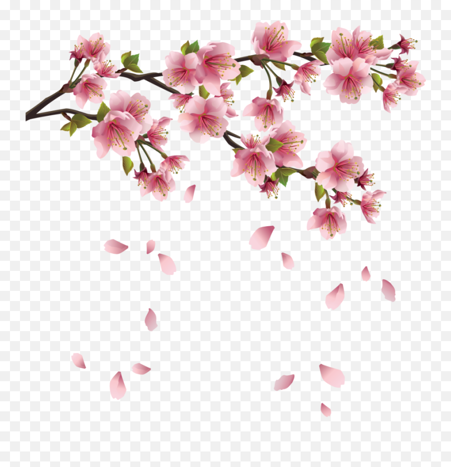 Drawing Wallpapers Cherry Blossom - Transparent Background Sakura Flower Png,Cherry Blossom Tree Png