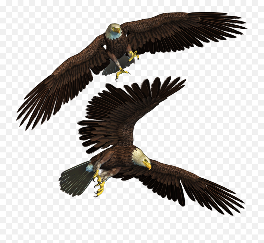 Free Png Images For Photoshop 2 Image - Eagles Png,Free Png Images For Photoshop