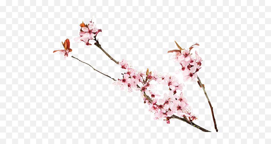 Cherry Blossoms Png Free Image Download Blossom