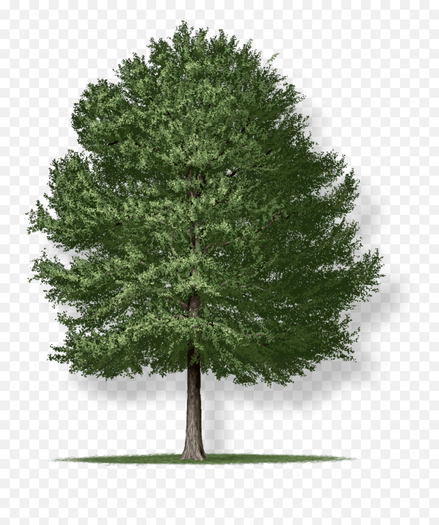 Willow Oak Tree Montgomery - Willow Oak Tree Png,Willow Tree Png
