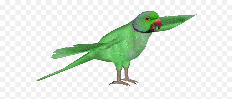 Ringnecked Parakeet Png - Lovebird,Parakeet Png