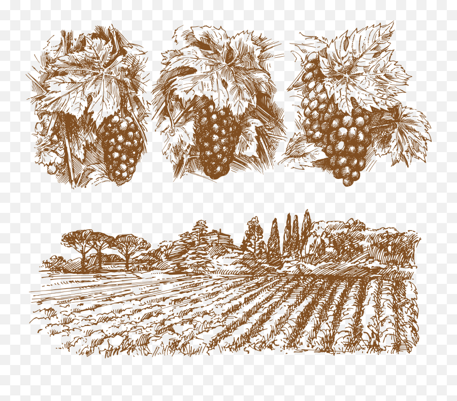 Wine Common Grape Vine - Grape Vine Illustration Png High Grape Vine Illustration Png,Vines Transparent