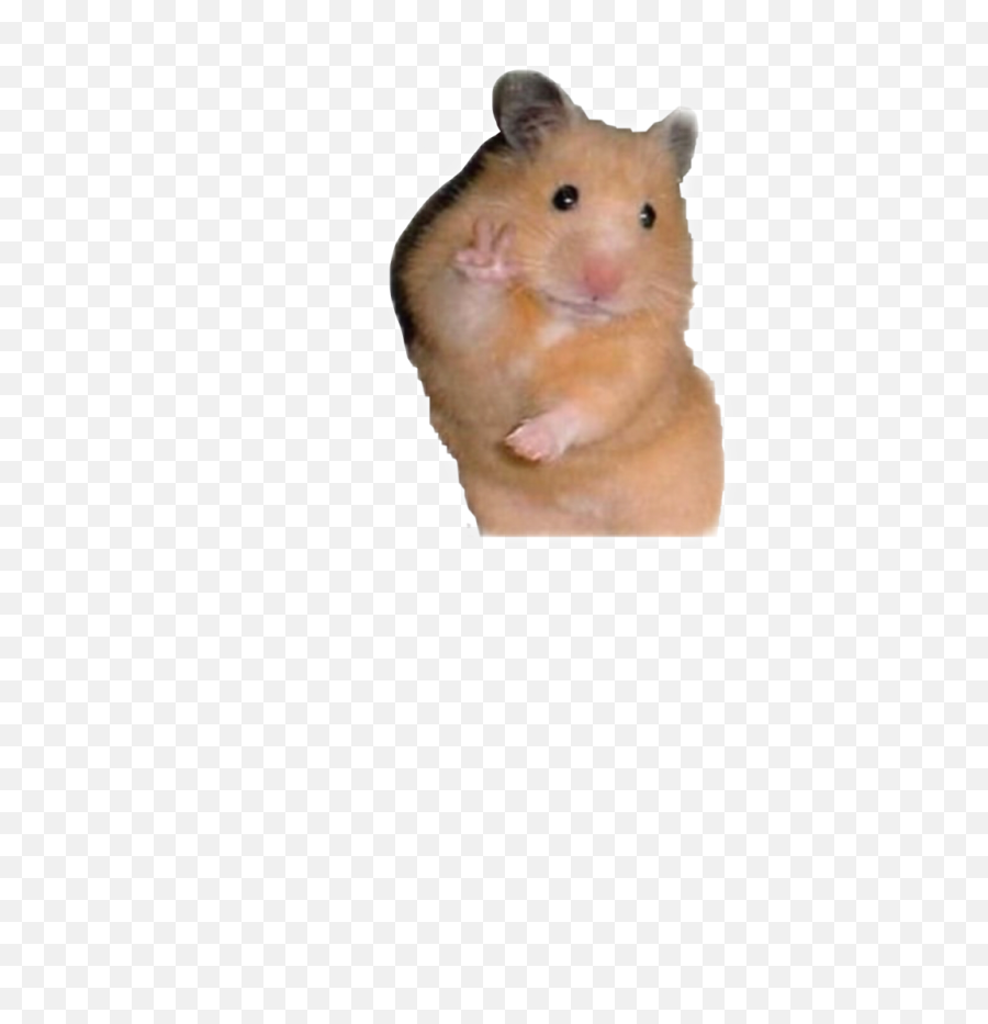Idk Why But This Is So Cute - Hamster Peace Sign Hamster Sticker Png,Peace Sign Transparent Background