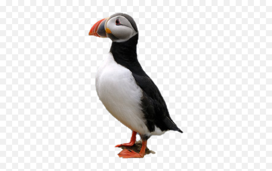 Puffin Png Image - Puffin Png,Puffin Png