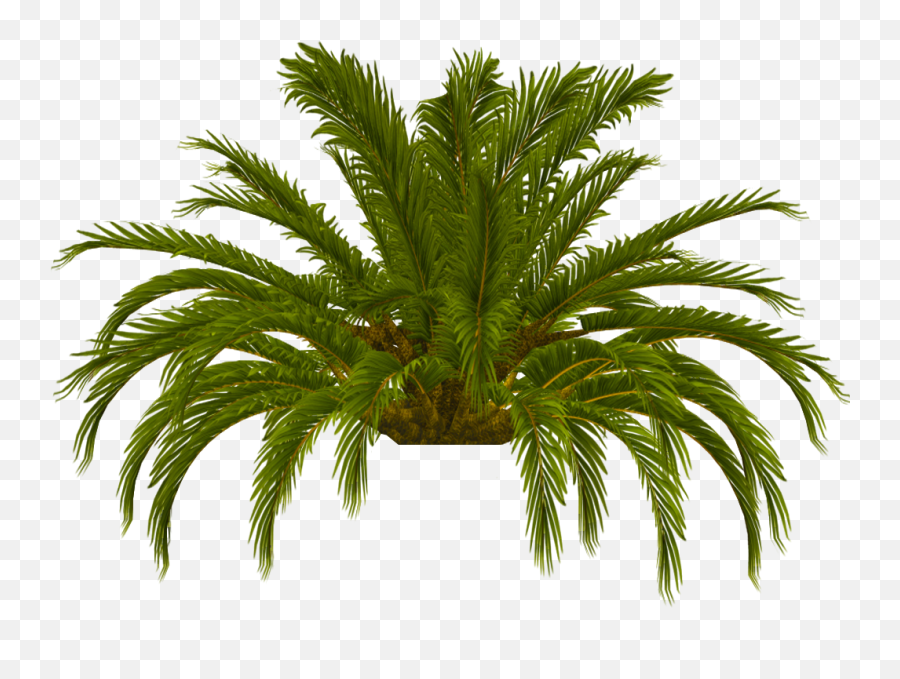 Download Hd Palm Tree Top Photo Tru 16 - Date Date Palm Png,Tree Top Png