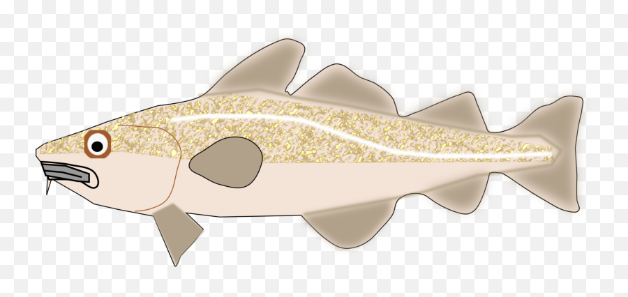 Fish Cod Trout Png Clipart - Cod,Trout Png
