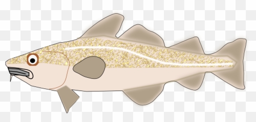 Fish Cod Trout Png Clipart - Cod,Trout Png