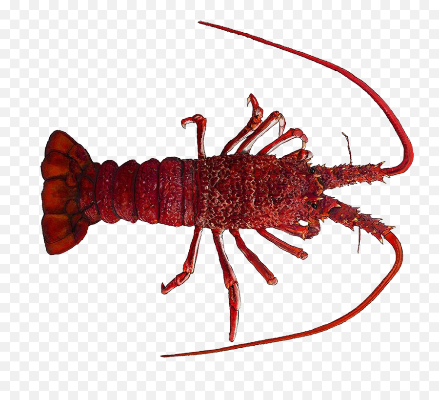 Lobster Png - Rock Lobster 1234771 Vippng South Australian Rock Lobster,Lobster Png