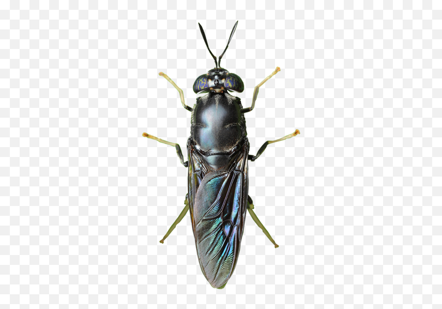 Sfly - Producer Of Chitin Chitosan Black Soldier Fly Black Soldier Fly Transparent Png,Flies Png