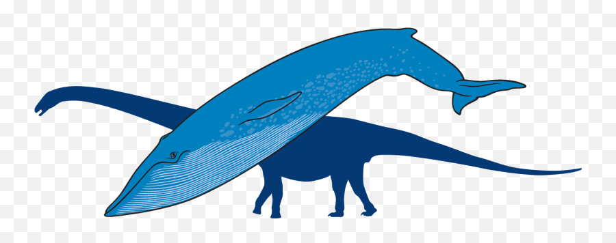 A Whale Of Tale Amnh - Blue Whale Png,Blue Whale Png
