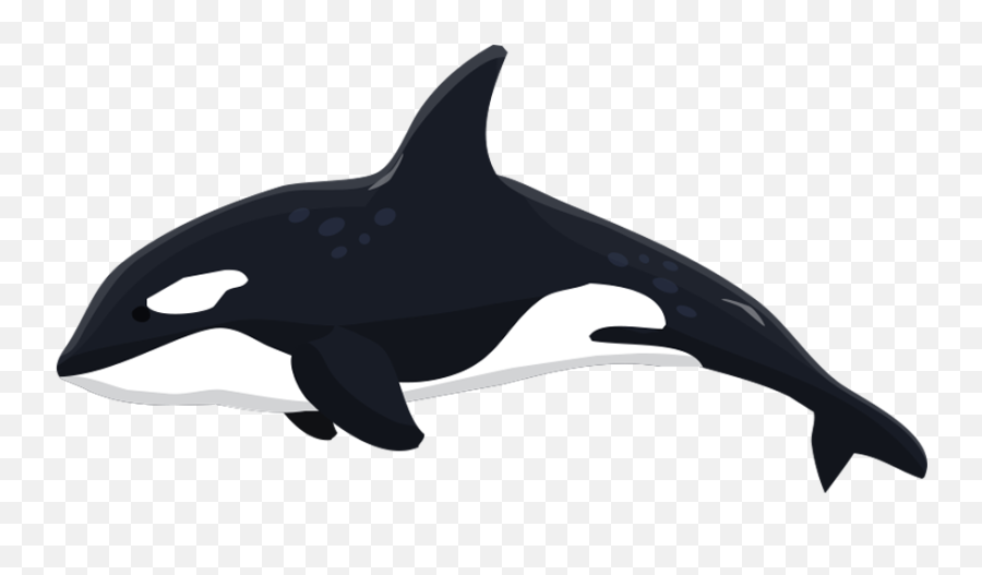 Orca Clipart Whale Dolphin - Transparent Killer Whale Clipart Png,Whale Transparent