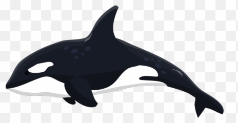 Orca Clipart Whale Dolphin - Transparent Killer png
