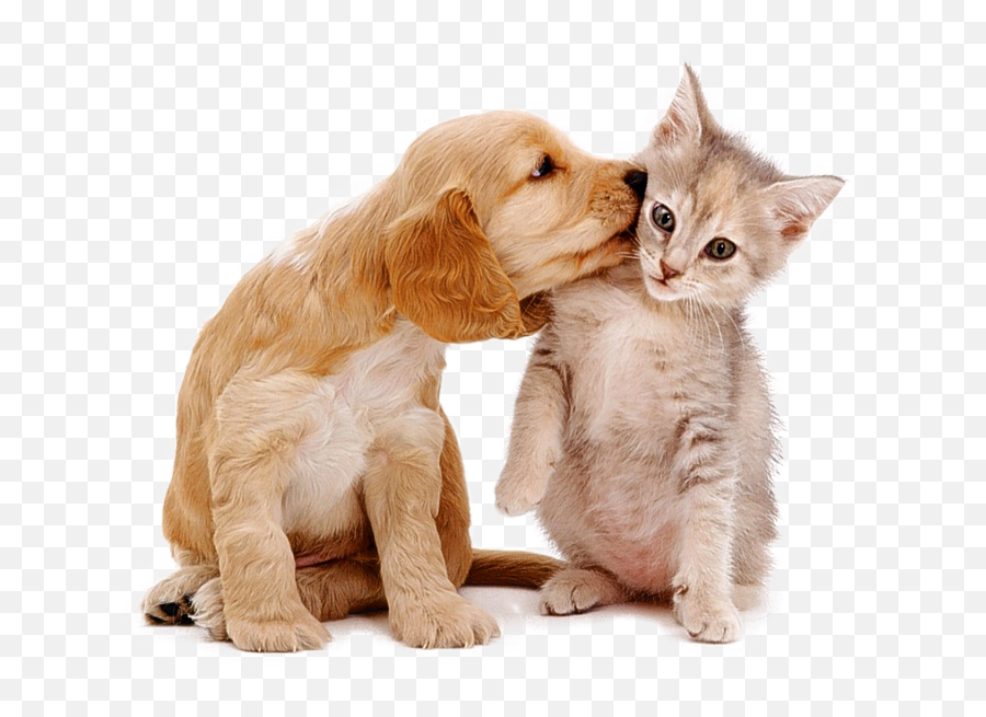 Pet Sitting Prices Cleveland Ohio - Relationship Dogs And Cats Png,Dog Sitting Png