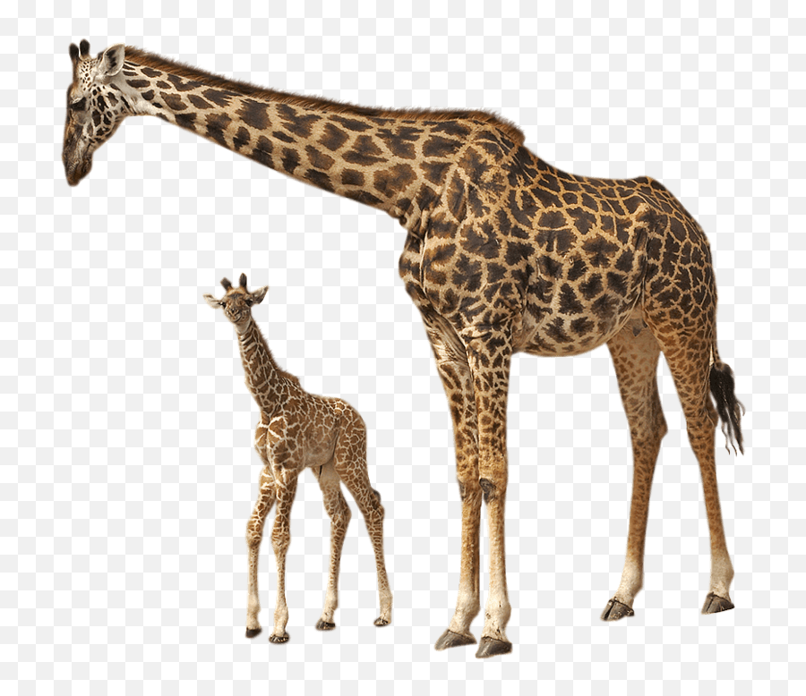Giraffe Baby Transparent Png - Stickpng Giraffe Images Png,Baby Transparent Background