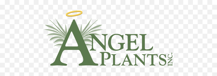 Poinsettia Care Angel Plants Inc - Language Png,Poinsettia Icon Png
