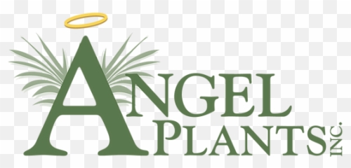 Poinsettia Care Angel Plants Inc - Language Png,Poinsettia Icon Png