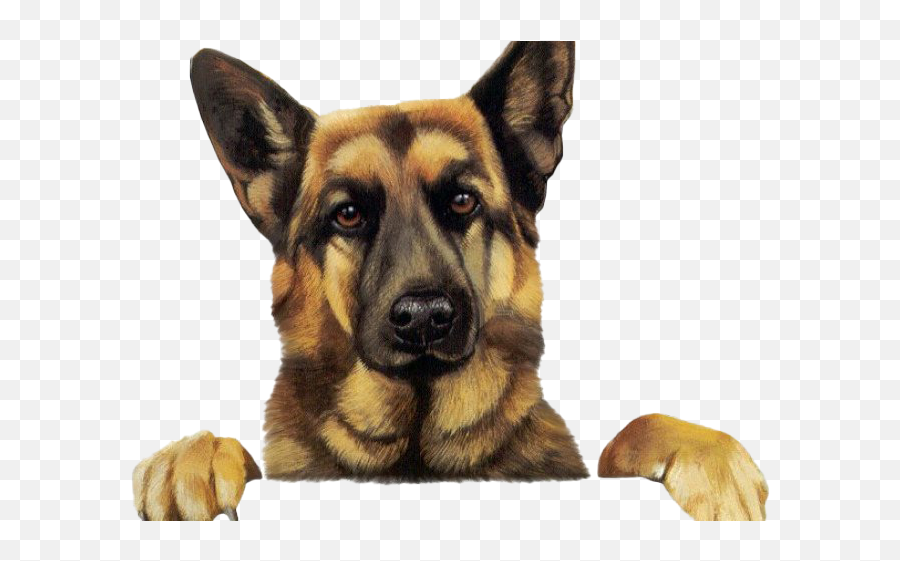 German Shepherd Dog Png Image Hd All - Dog Images Hd Png,Dogs Png