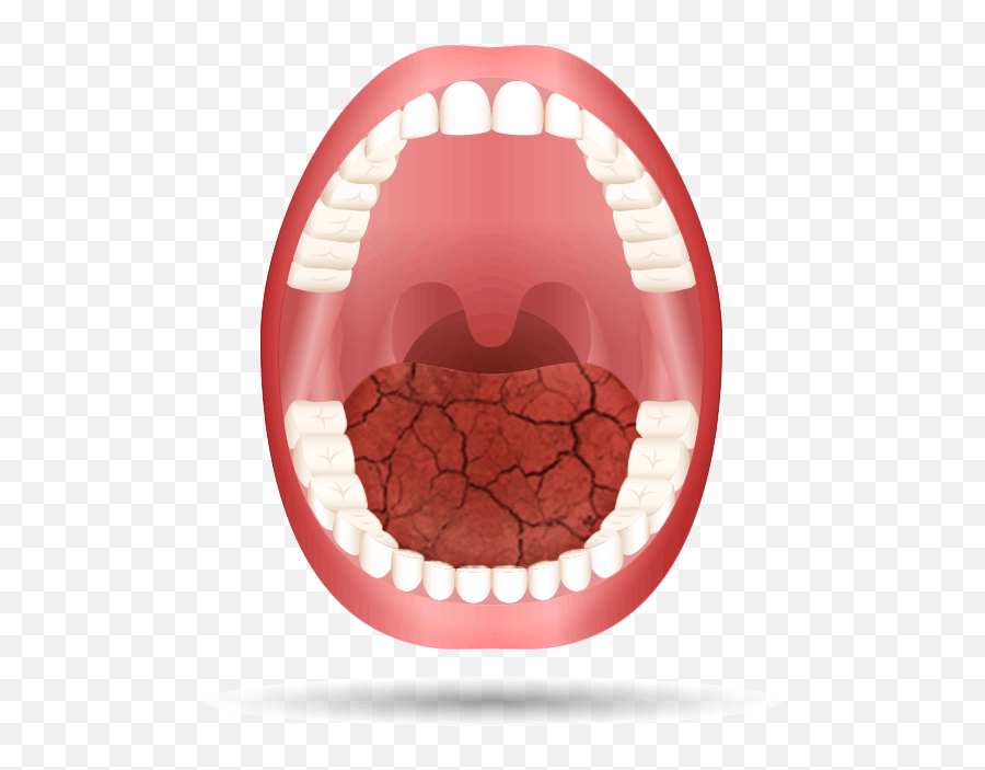 Download Hd Medication Open Mouth Animation - Name Of Teeths Names Of Different Types Of Teeth Png,Mouth Png
