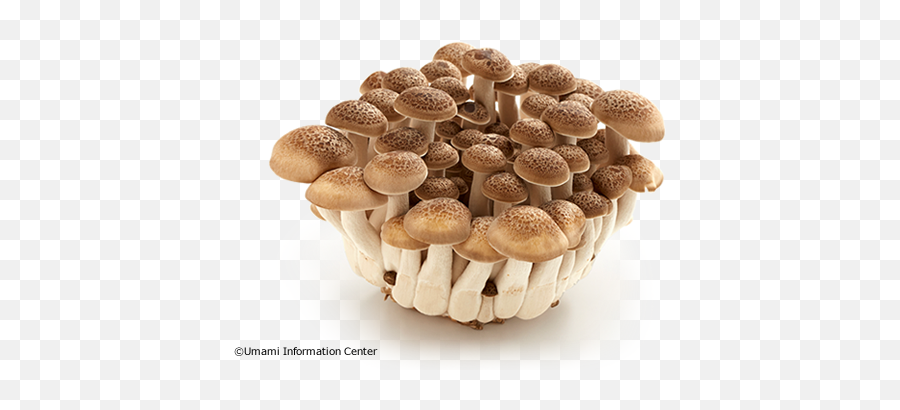 Shiitake Mushroom Transparent U0026 Png Clipart Free Download - Ywd Umami Mushroom,Mushroom Png