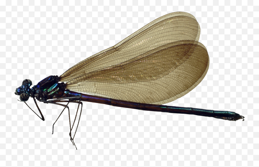 Dragonfly Png - Dragonfly Png,Dragonfly Png