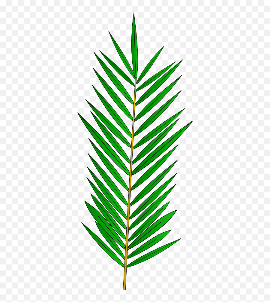 Pfc35 - Palm Tree Leaf Template Png,Palm Frond Png