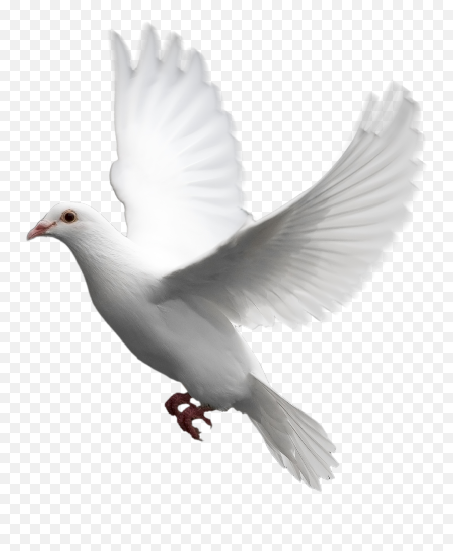 Dove Png Transparent Background Image - White Dove Transparent Background,Dove Transparent Background
