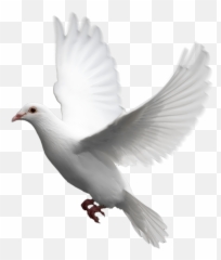 Dove Png Transparent Background Image - White